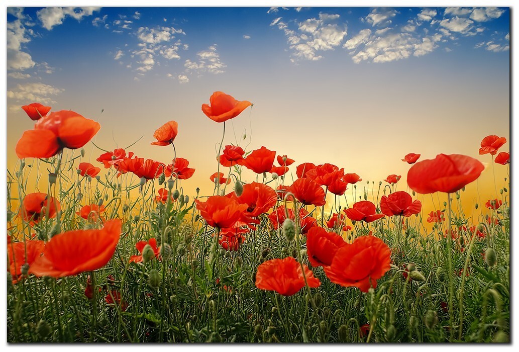 Poppies by 1x Collection Gallery-Wrapped Canvas Giclee Artwork (24 in x 36 in)