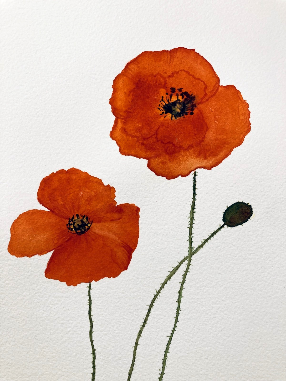 Flower Red Poppy Watercolor Original Painting