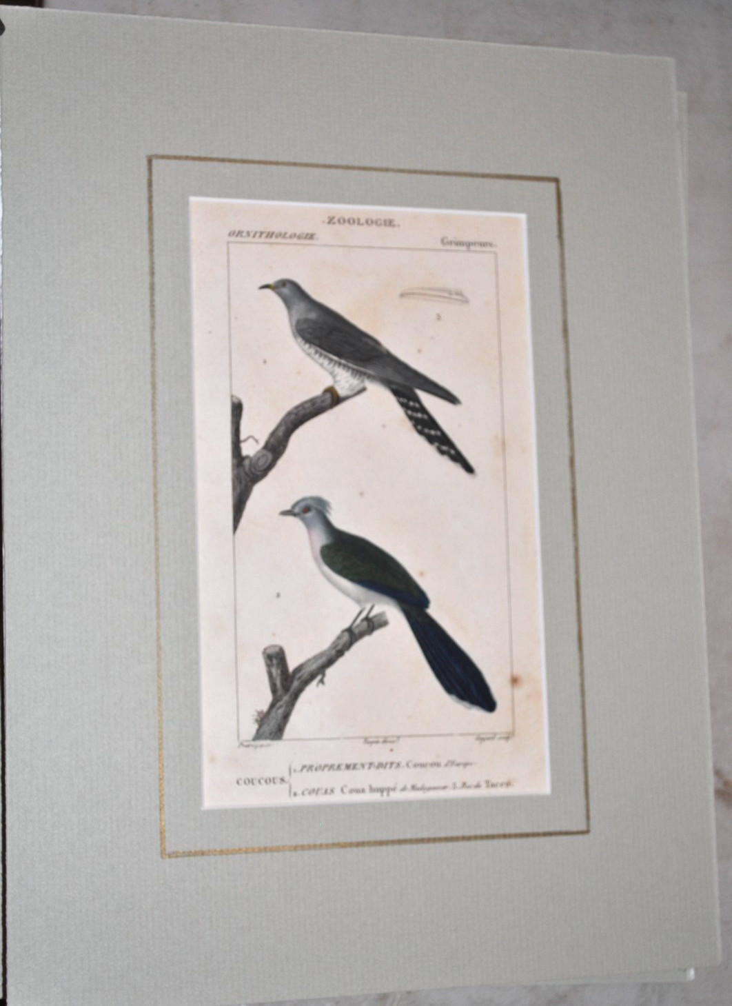 Antique 1830 French Engraving Coucous Birds Hand Colored matted ready to frame