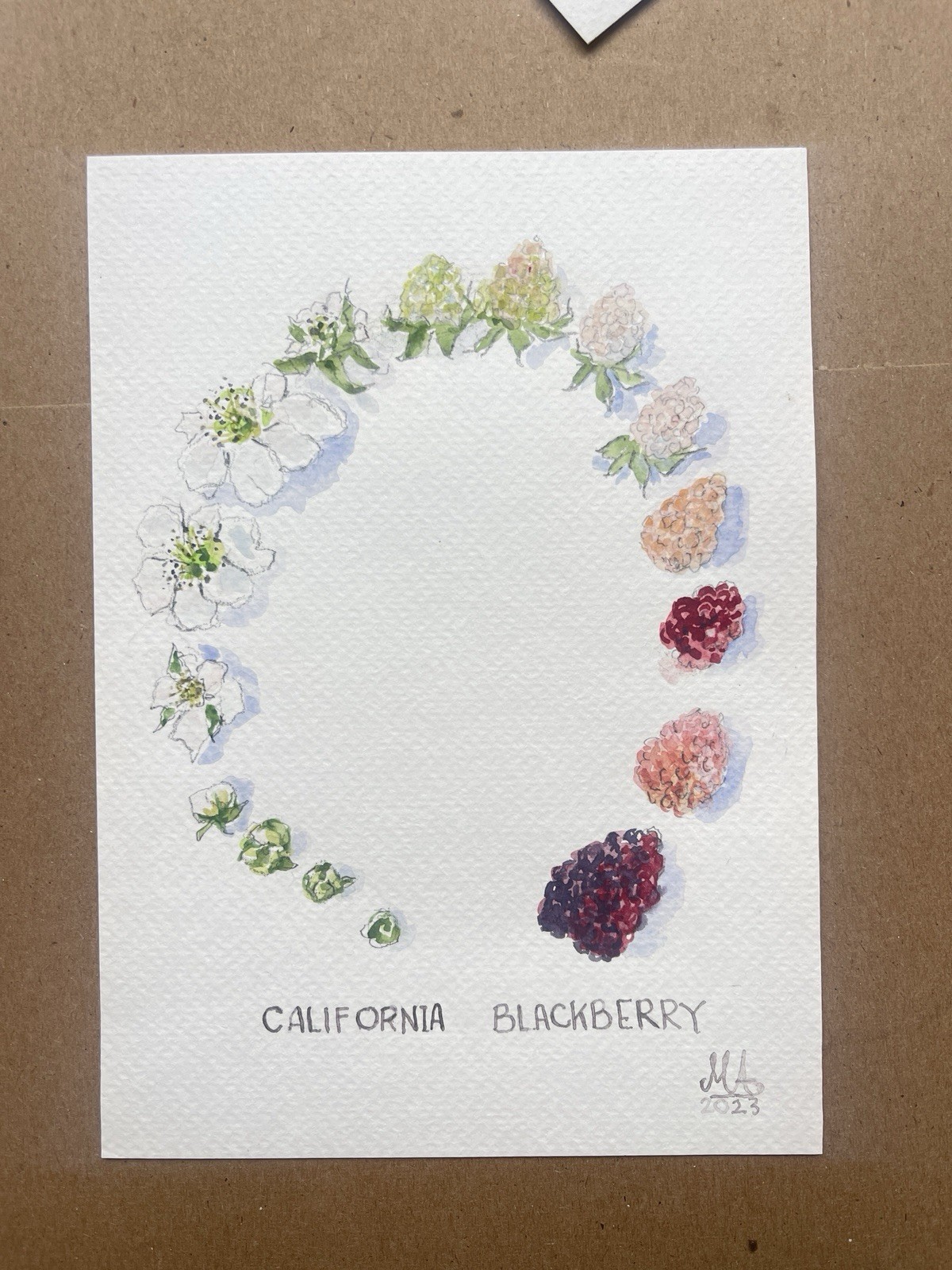 California Blackberry Painting – 5×7 Gouache Botanical Art – Growth Cycle Study