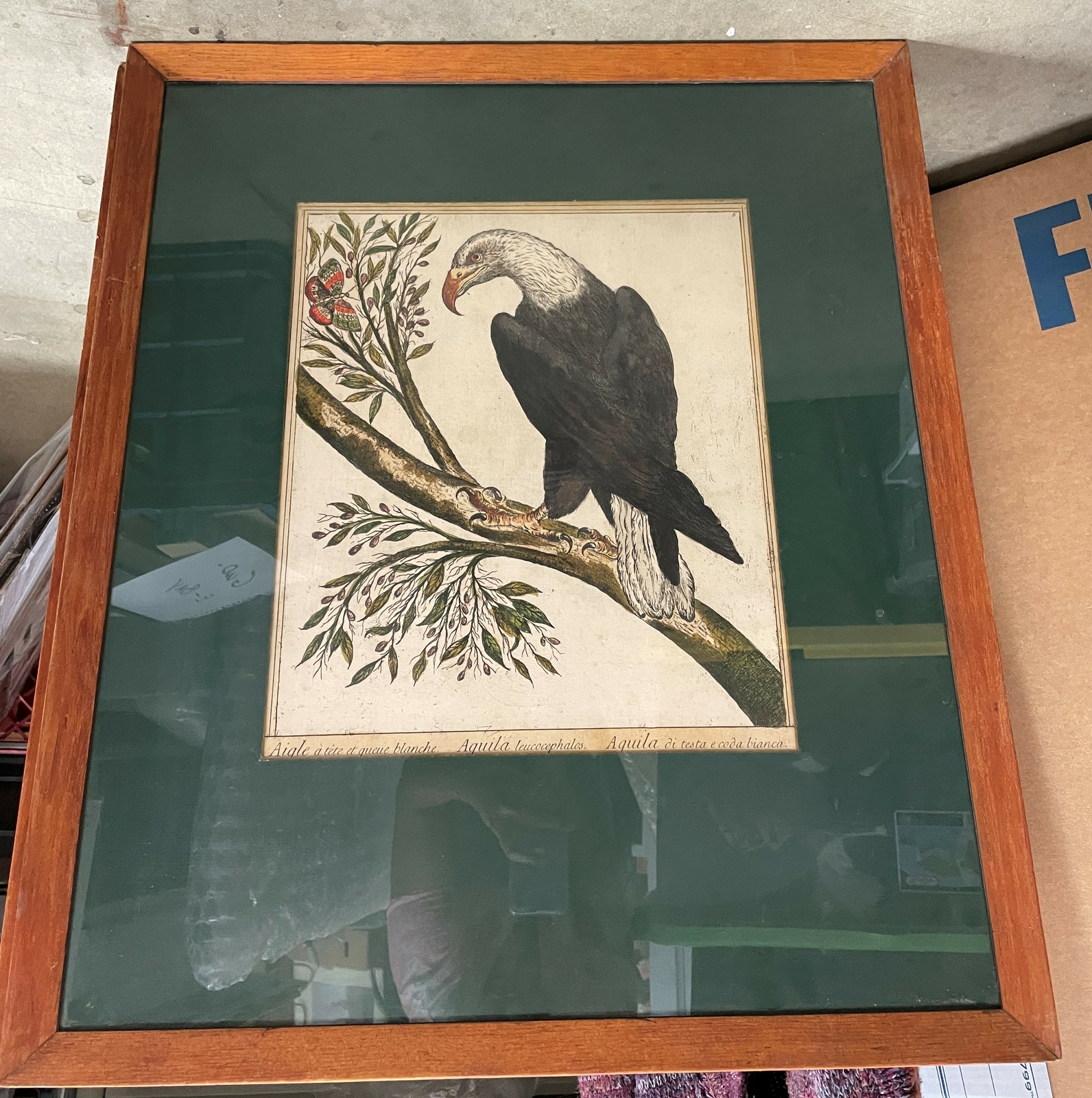 Aigle a tete et Queue Blanche Aquila Leucocephalos EAGLE Art 26X22