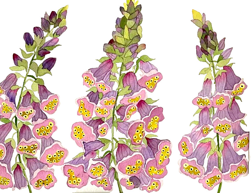 PAINTING WATERCOLOR 11X14 & MAT 16X20 FLOWER FOXGLOVE PURPLE PINK ORIGINAL ART