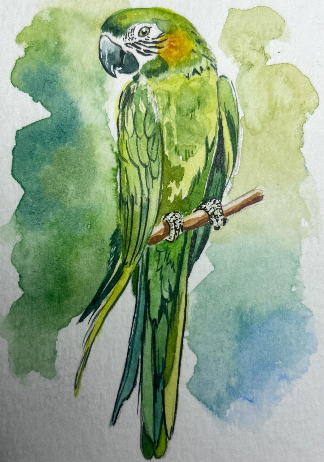 🧿Original ACEO Parrot 🦜 Bird Watercolor Painting Miniature Art OOAK Signed