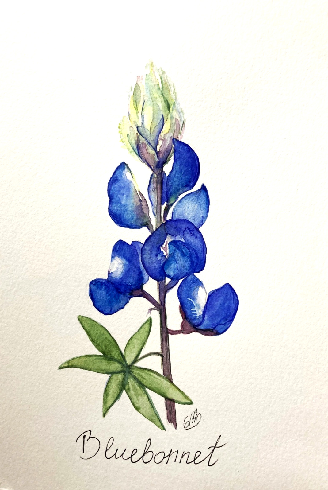Bluebonnets Texas Wildflower Artwork Watercolor Original Painting