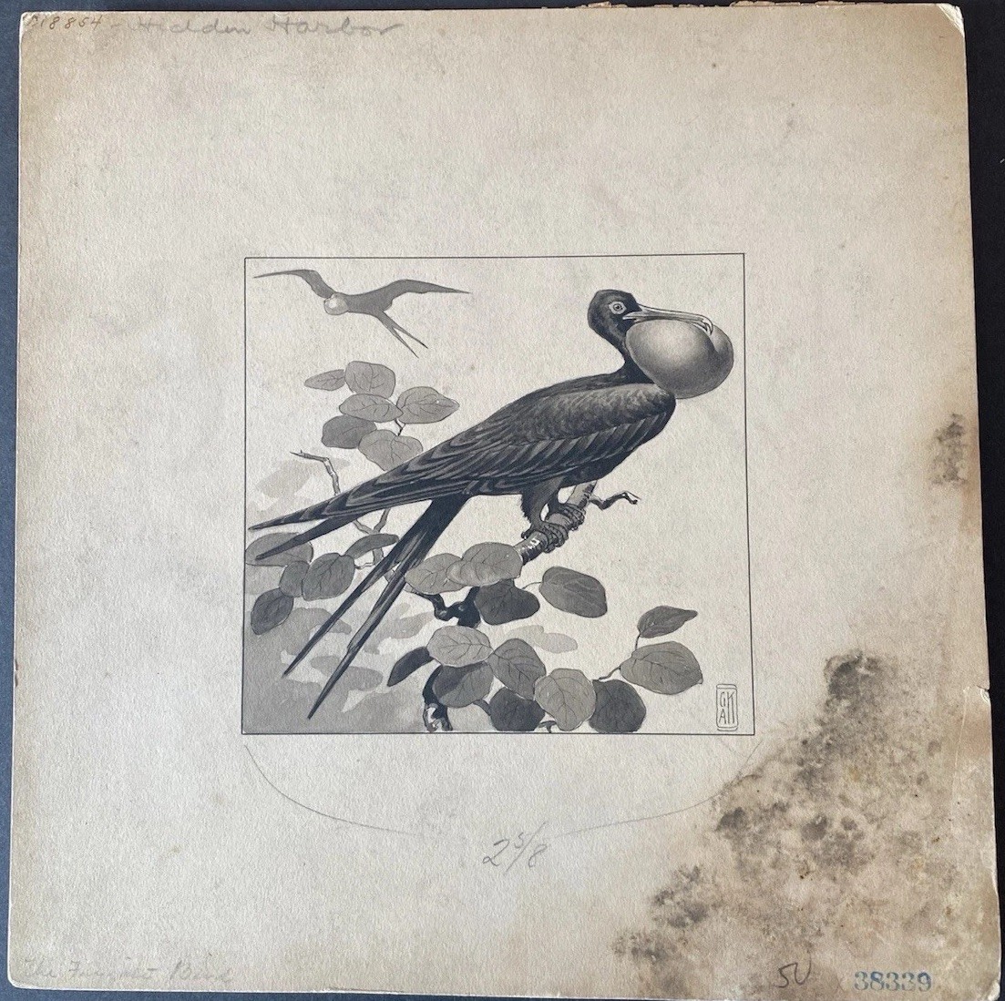 George Ring Original Illustration “The Frigate Bird” Hidden Harbor c.1910