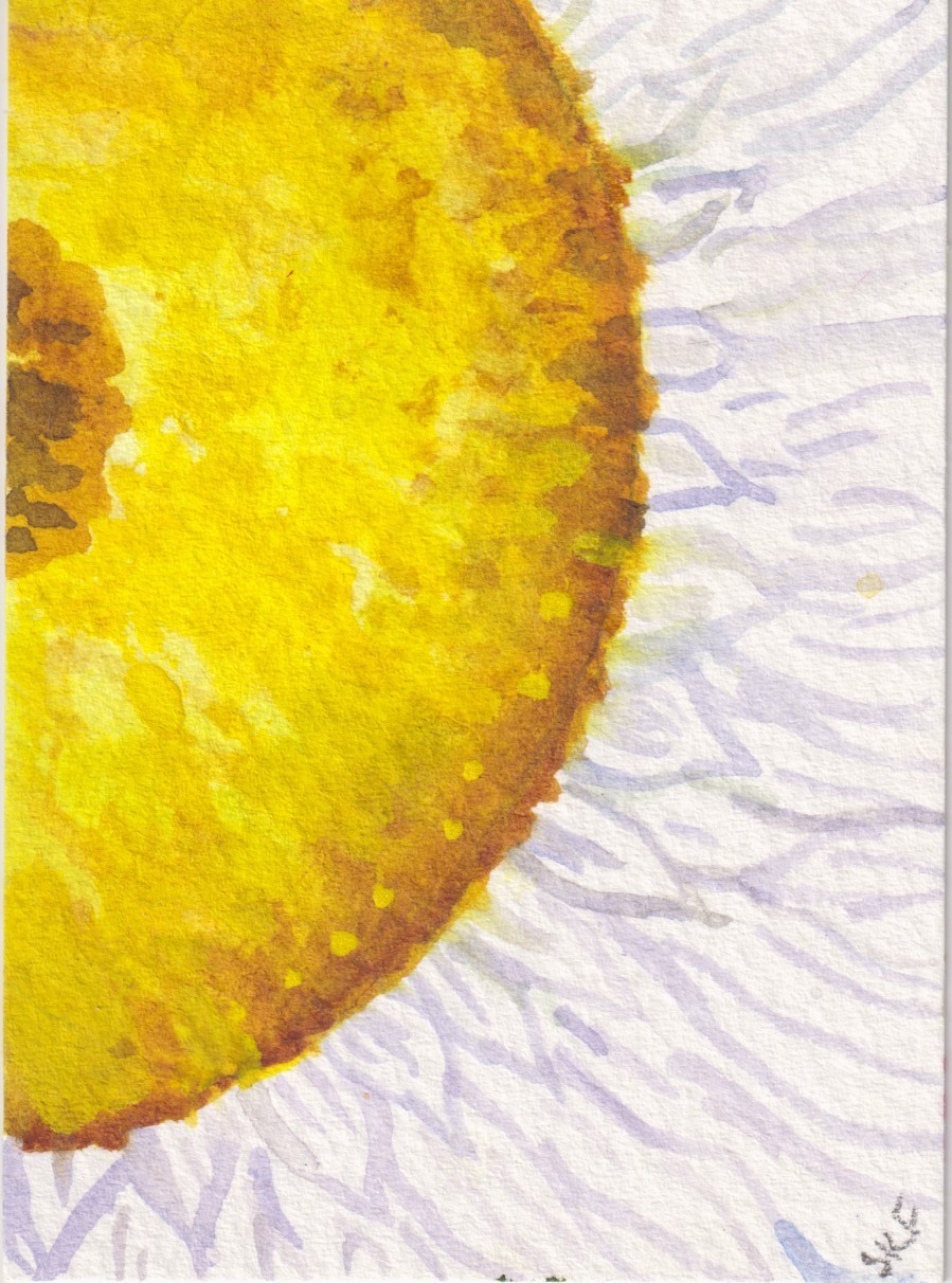 ACEO Daisy Flower Original White Daisy Watercolor Painting, Sharon Foster