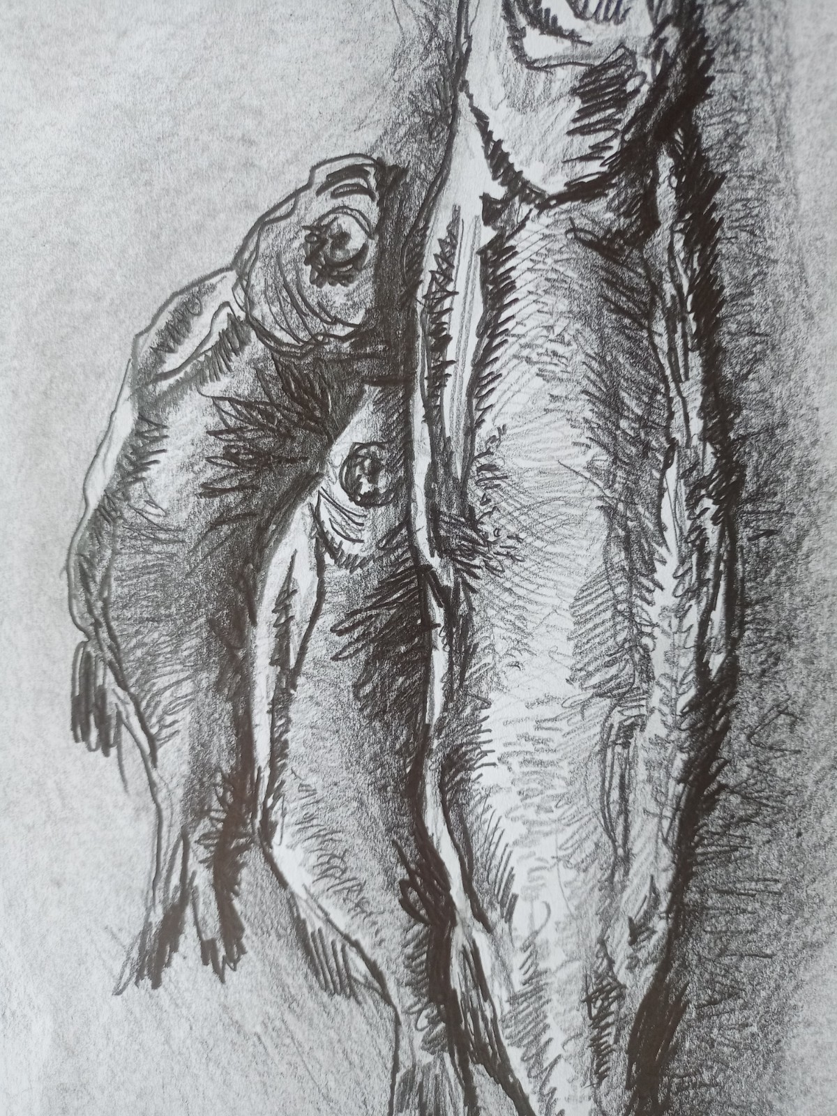 Fish Graphics Original Art Impression Paper Pensil Painting 16 x 8 in