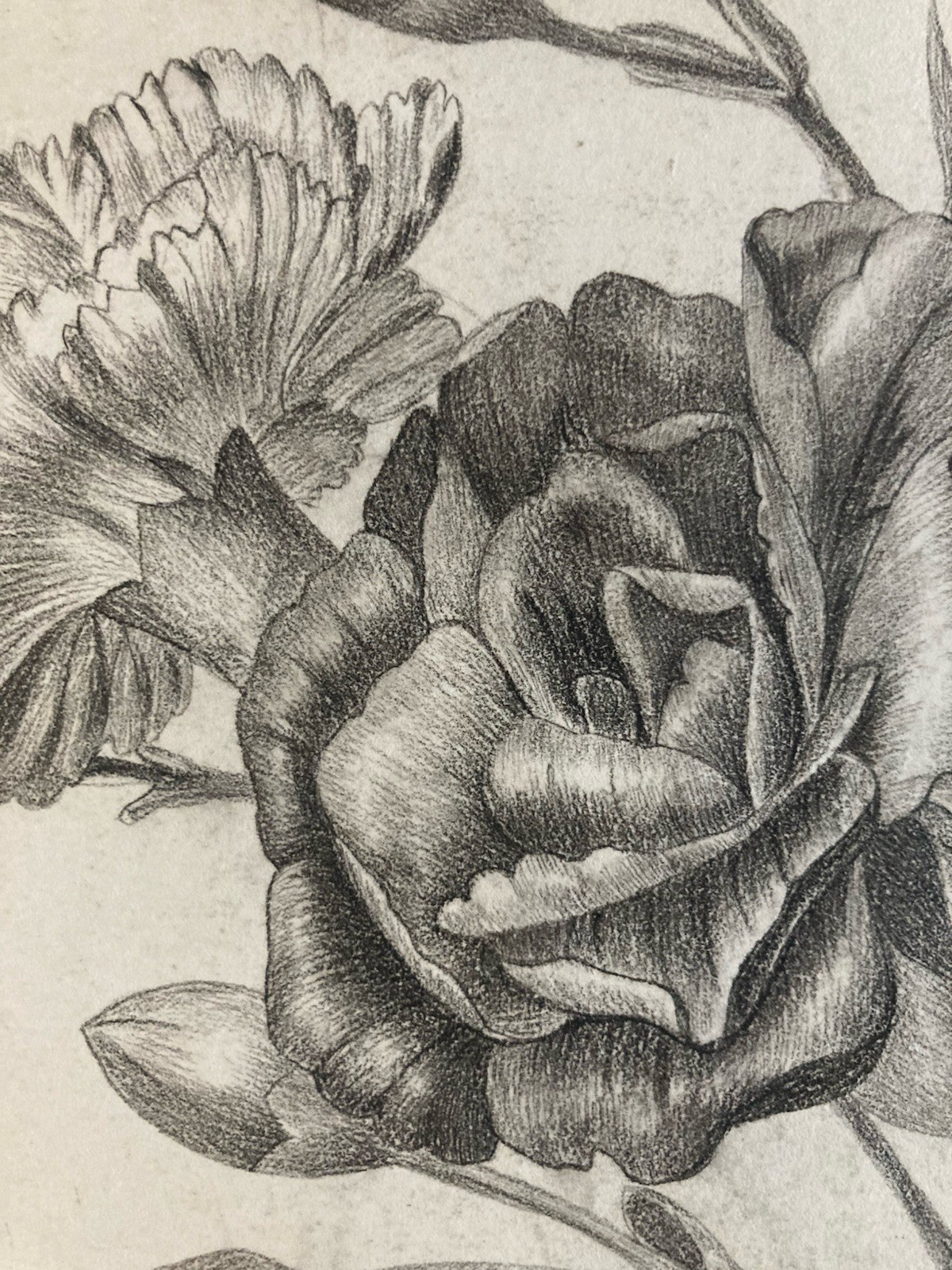 Beautiful Drawing 1861 Flower Pencil Plant Art Nouveau Herbarium Antique Xixth