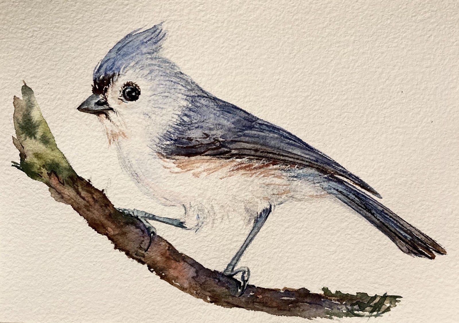 Tufted Titmouse Bird – Original Watercolor Painting
