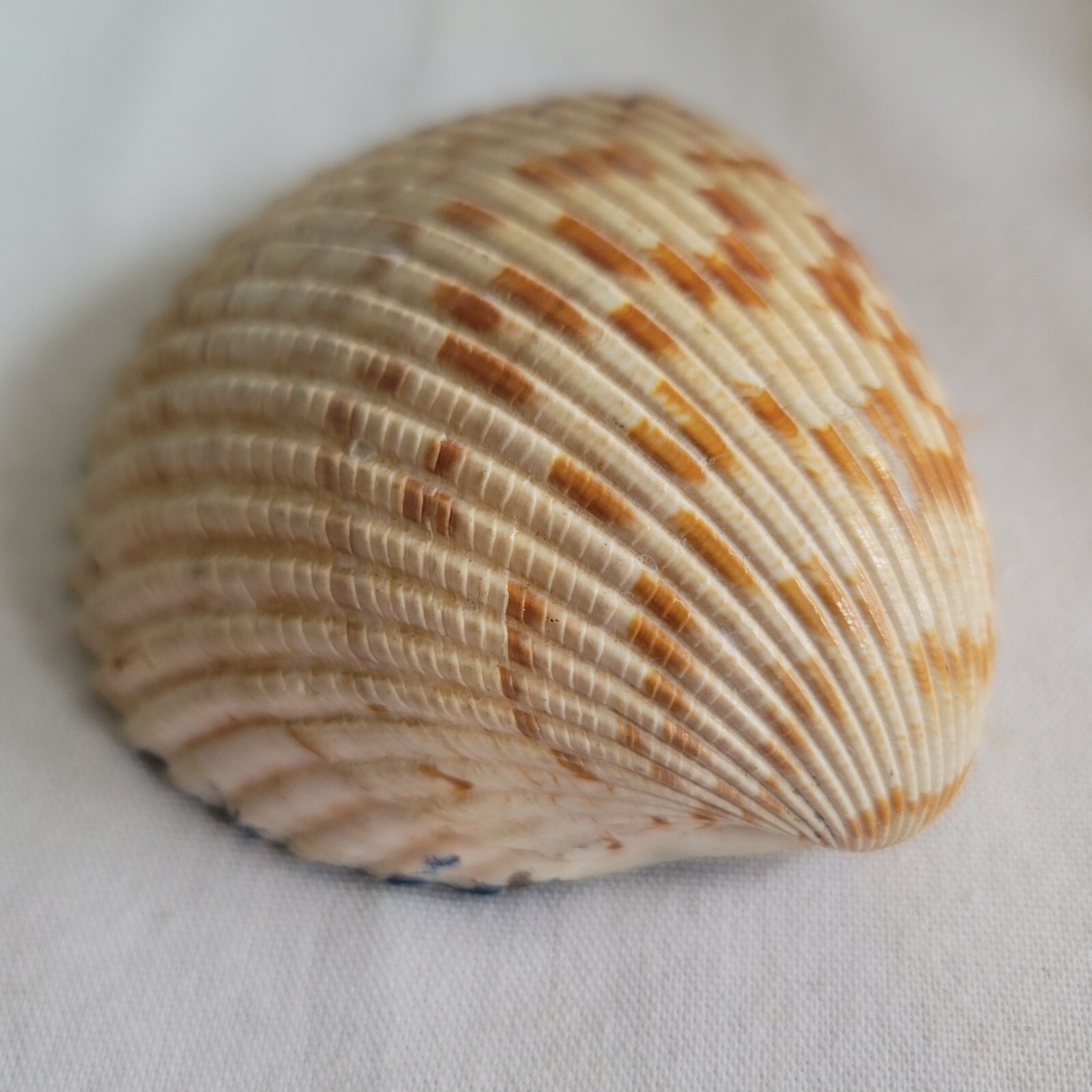 Hand Painted Sea Shell•Winter Scene•EUC•Scallop•Clam•Snow•Bridge•Artisan
