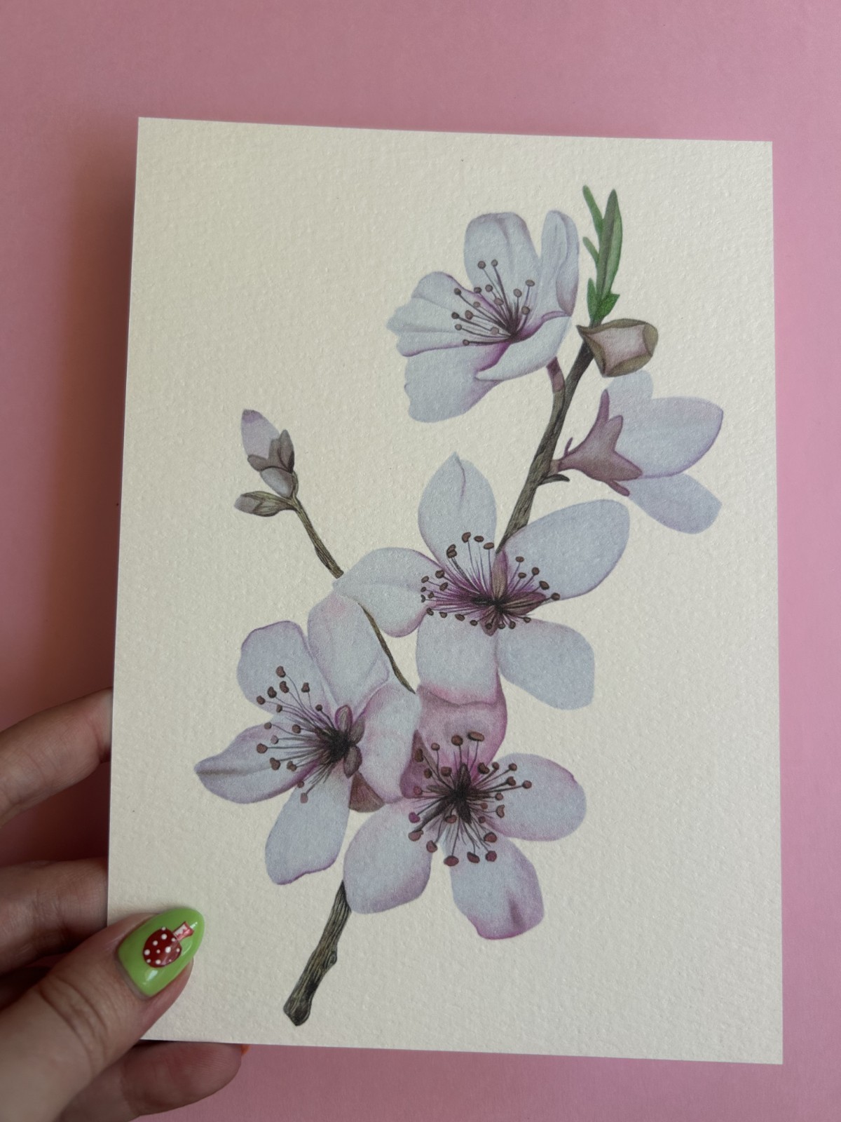 Art Print Sawyer Crane 5 x 7 Cherry Blossom Pink Japanese Tree Watercolor