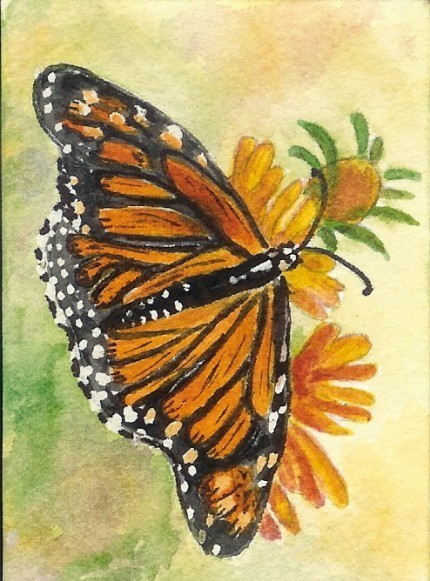 ACEO Monarch Butterfly on flower buds reproduction print on linen card stock
