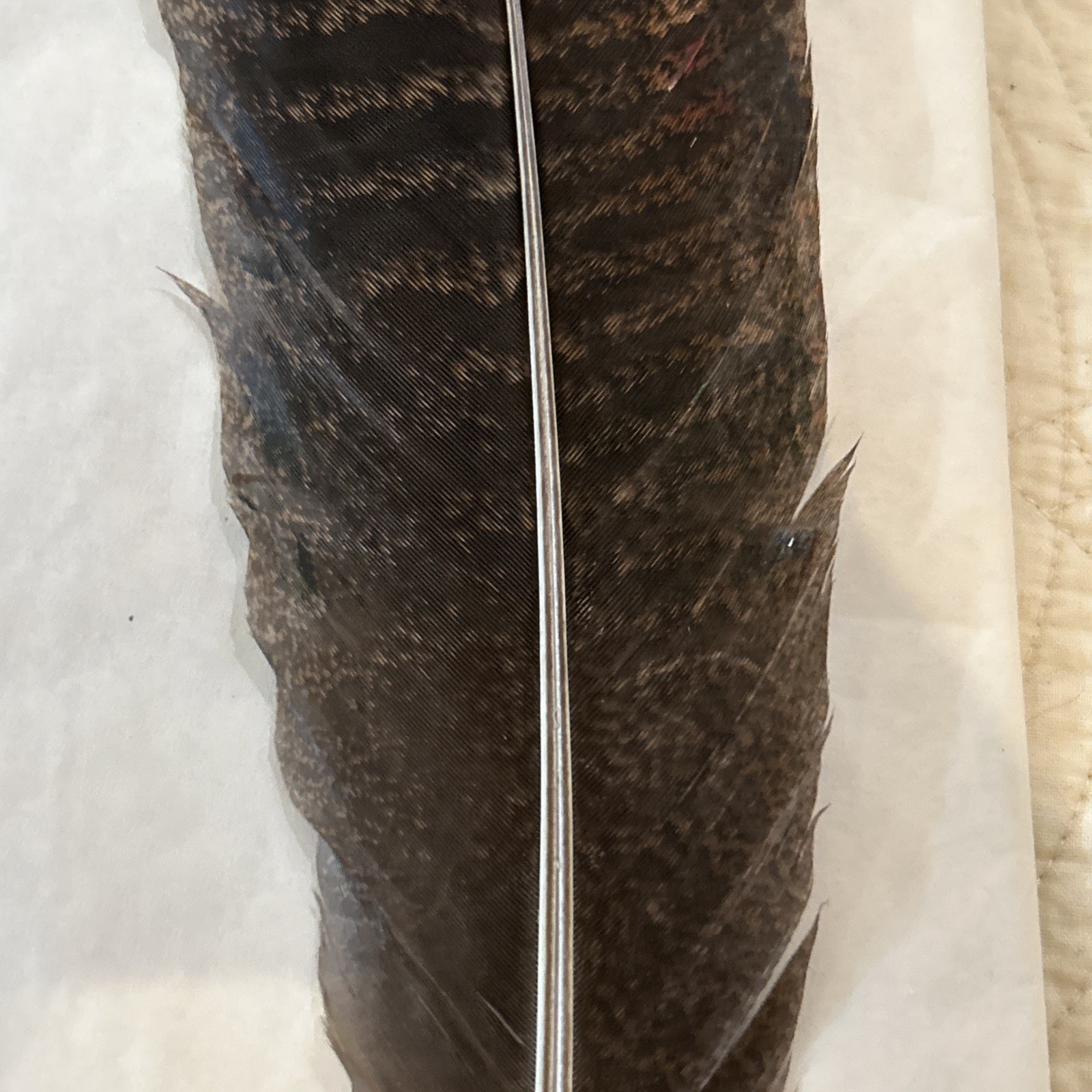 Hand Painted Turkey Feather. Signed Marte Erb. School Auction 6/18/2010. No. 69.