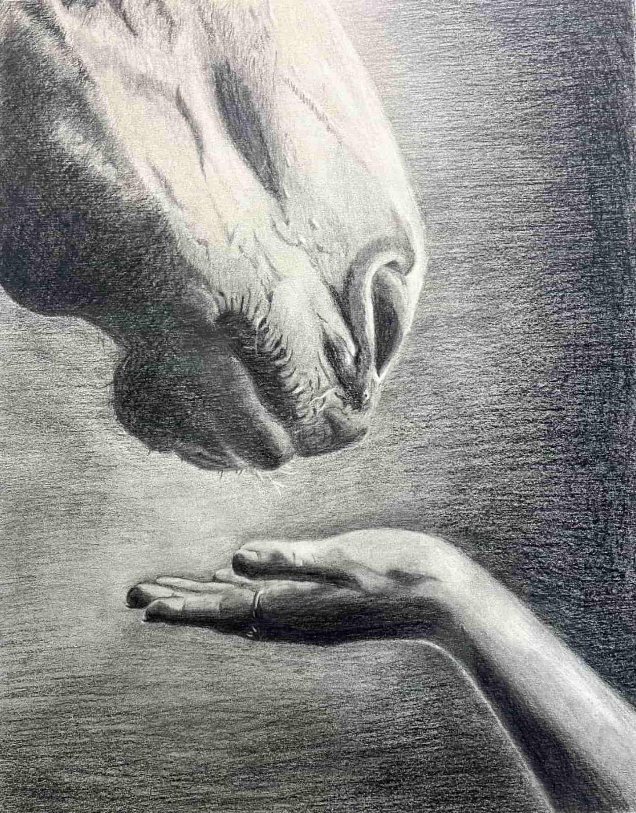 Horse Hand Woman Original Graphite Drawing on Paper 13″x10″ Home Decor Equine