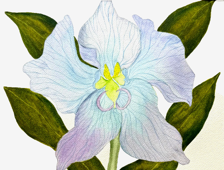 PAINTING WATERCOLOR ART ORCHID FLOWER BLUE PURPLE 11×14 AND BLACK MAT 16X 20