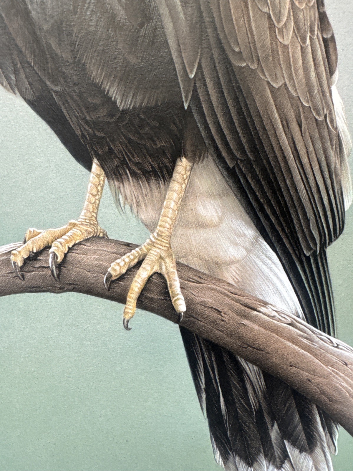 REALIST PAINTING EAGLE BIRD REALISM LARRY HUNT EXHIBITED NATURE WESTERN ARTIST