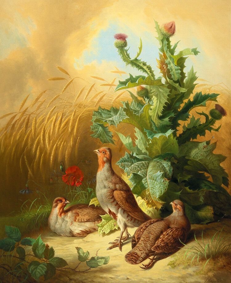 Home decor Pheasants Giclee art Oil painting HD printed on canvas L3290