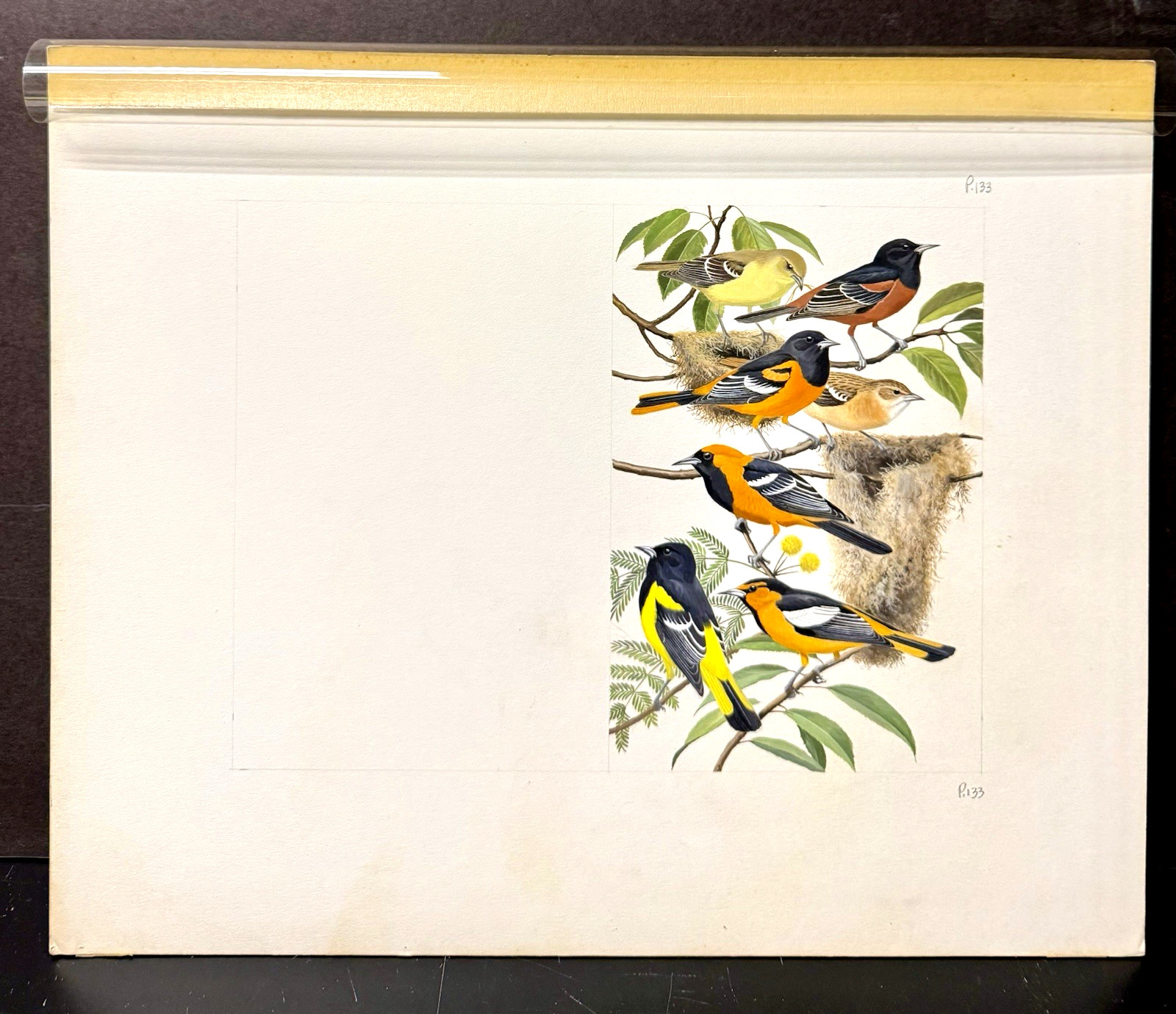 Arthur Singer Original Bird Art Painting – Orioles , c1969, Unsigned, Unframed