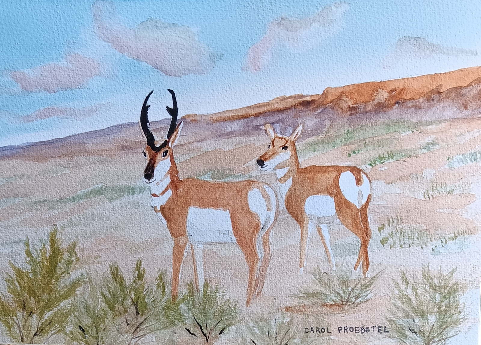 pronghorn antelope dawn wildlife original watercolor painting Carol Proebstel