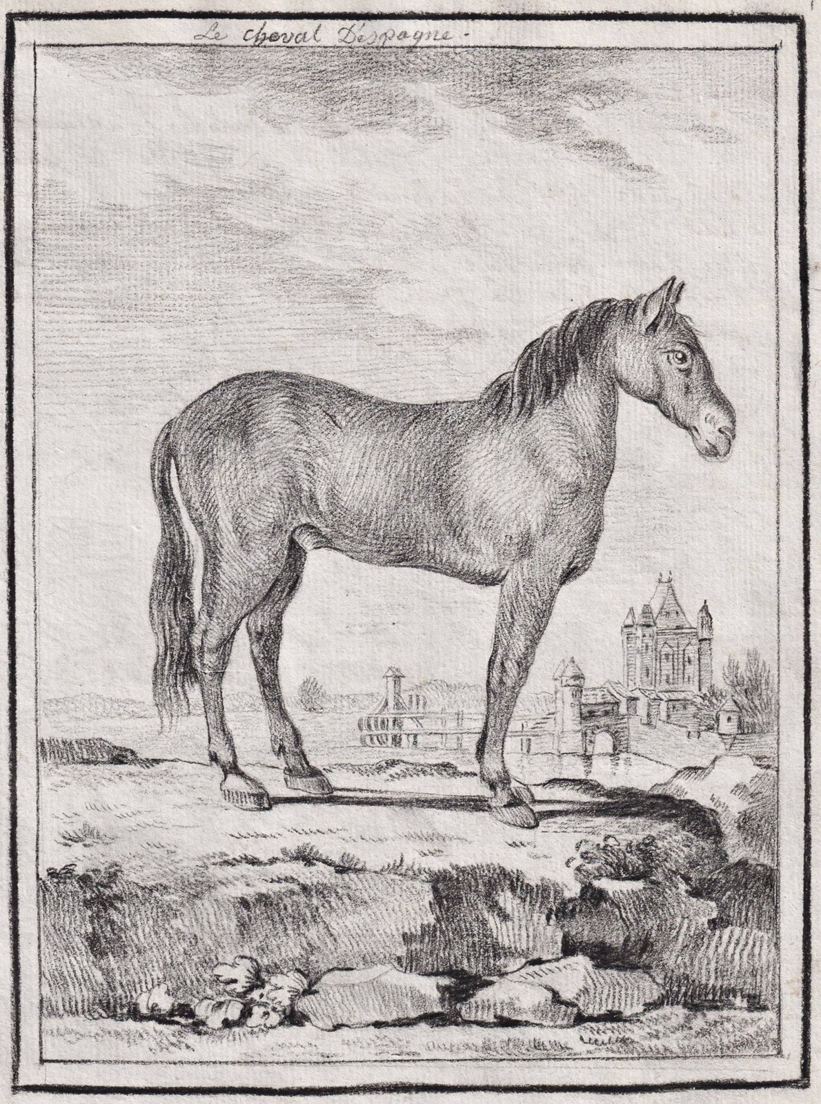 Spanish horse horse horses drawing drawing design 1780