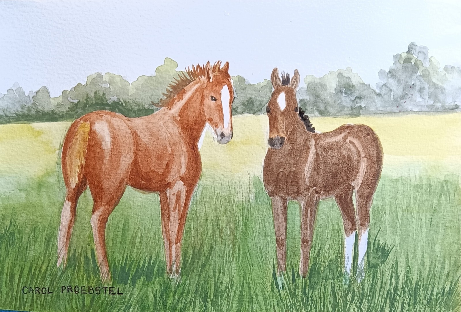 original watercolor painting horse colts sorrel bay small Carol Proebstel