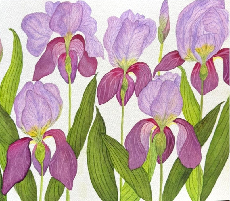 PAINTING WATERCOLOR ART IRIS FLOWER PURPLE MAROON GREEN 11X14 & DOUBLE MAT 16X20