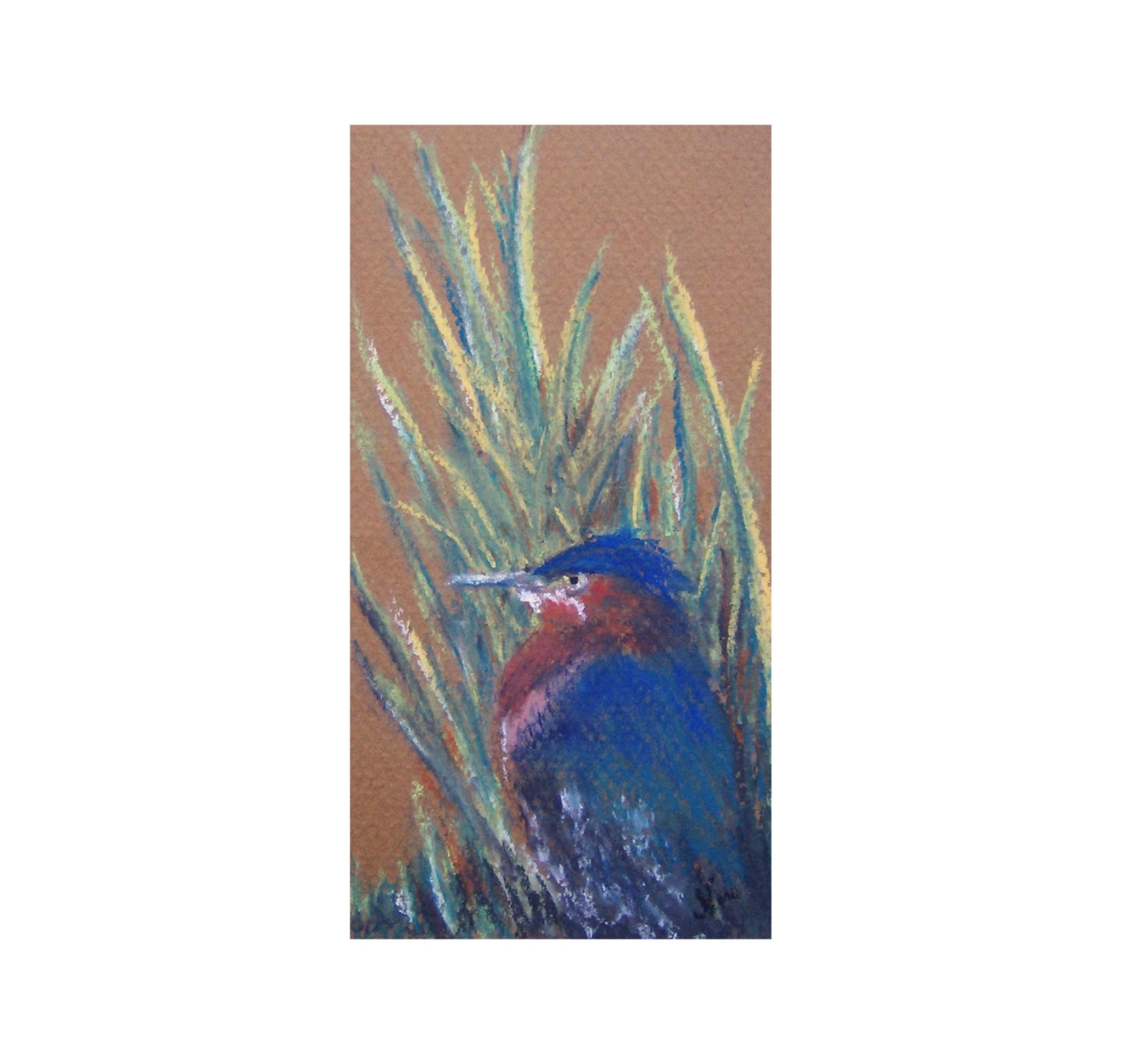 Original Bird Artwork California Green Heron Pastel Painting Small Wildlife Art