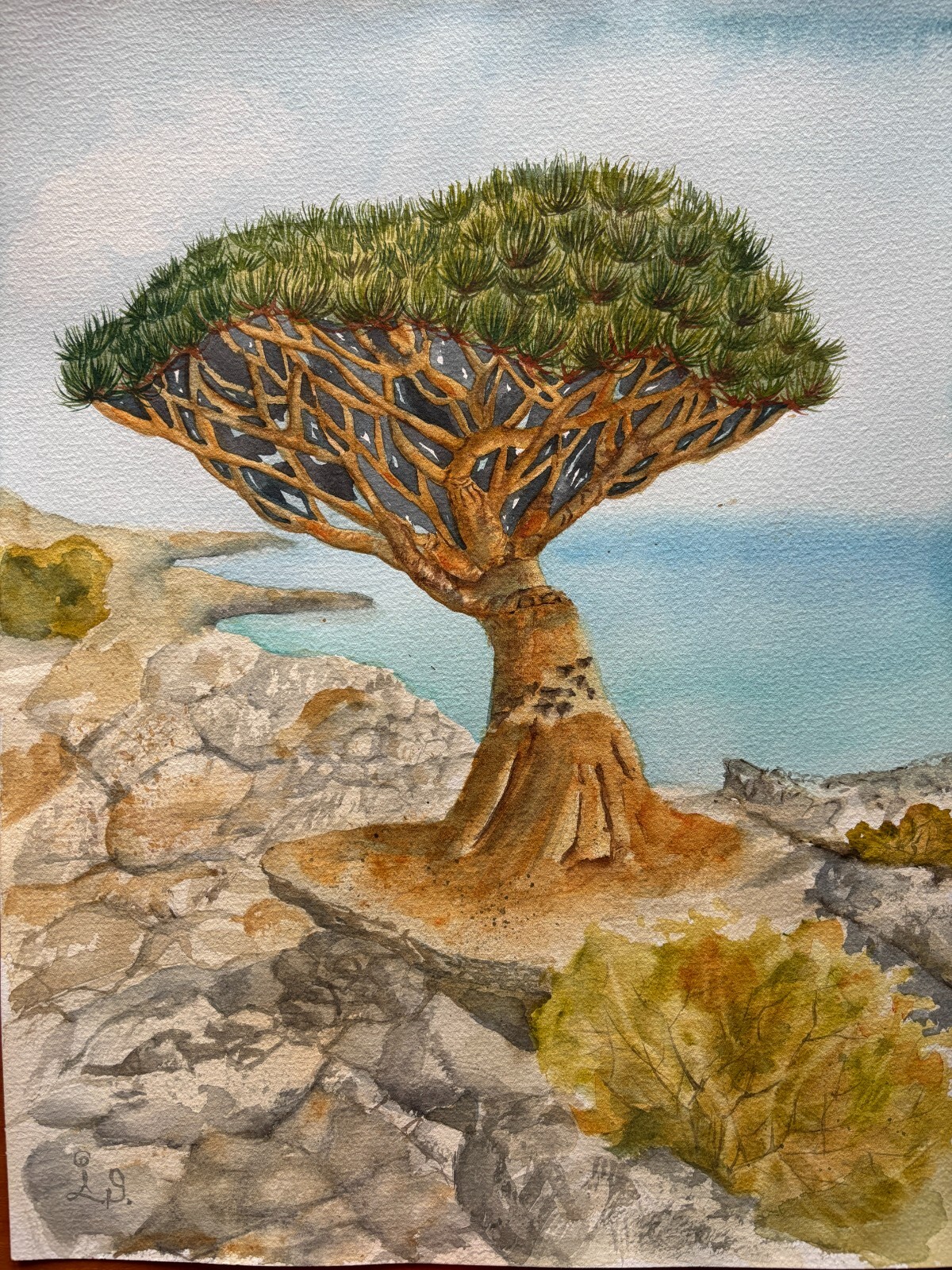 Dragon Tree Original Watercolor Paintin Sukotra Art Home Decor 12*16
