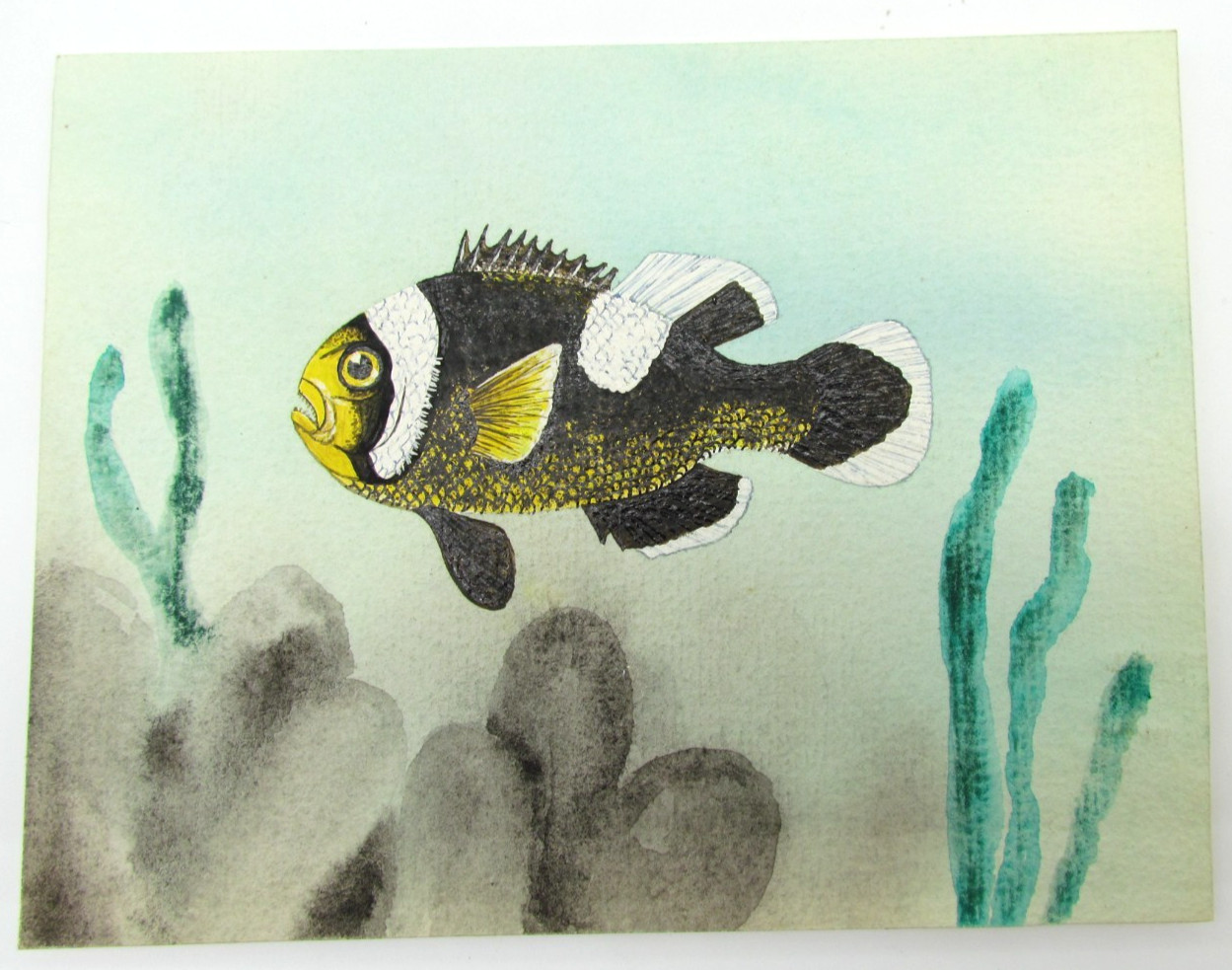 Clark’s Anemonefish Amphiprion clarkii Original Scientific Fish Illustration Art