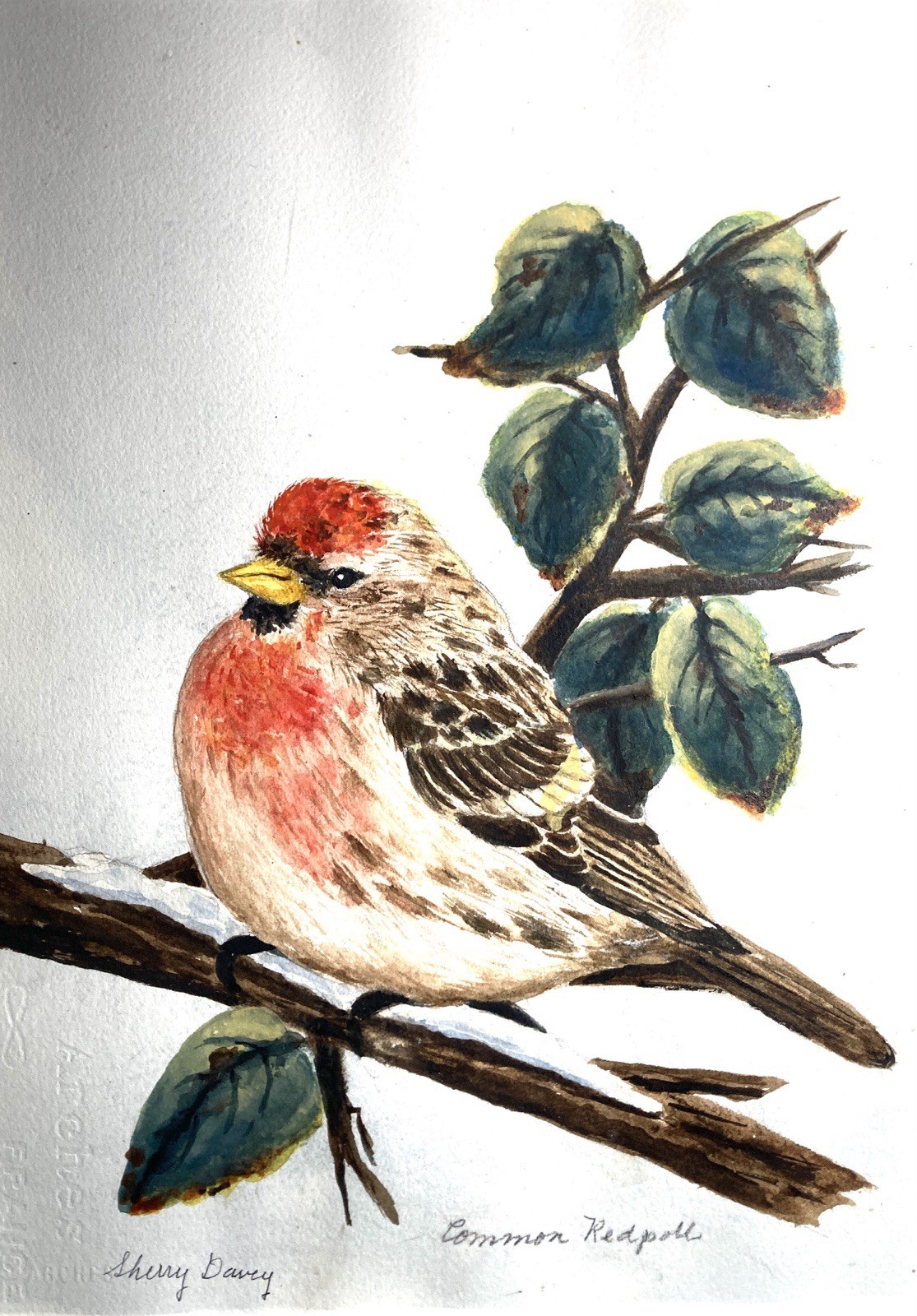 Original Signed Watercolor Common Redpoll Finch Bird on Branch 17.5x 21.5 inches