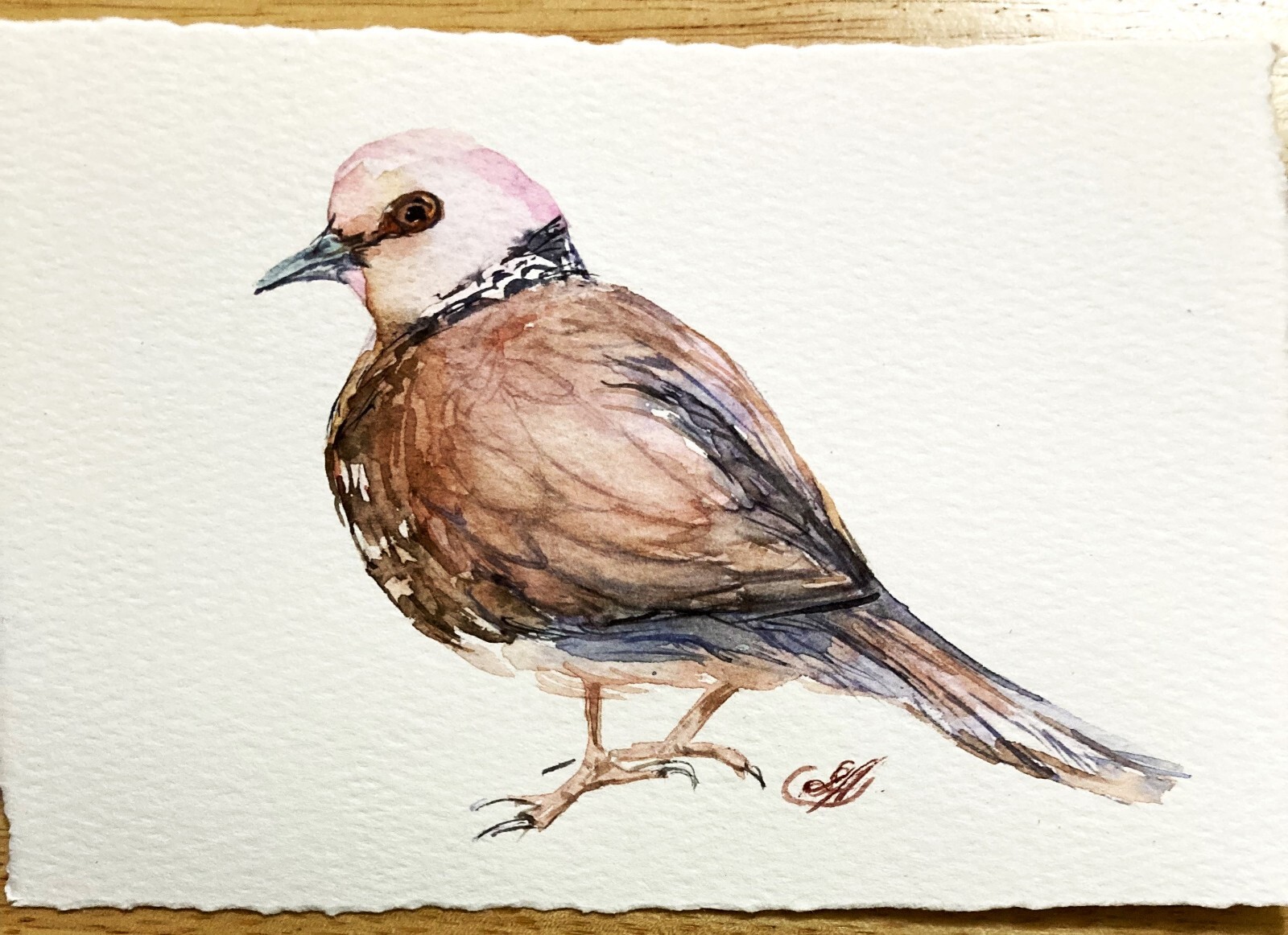 Bird Mourning Dove Original Watercolor Art Small