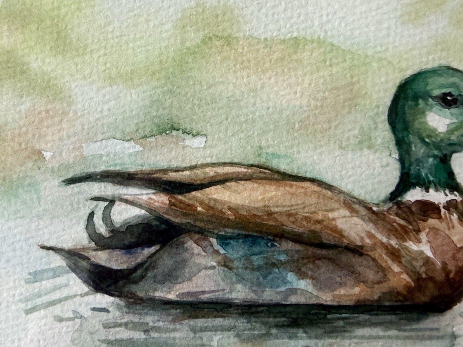 Original Framed Mallard Duck Watercolor Painting – 8″x 10″ Cottage Core