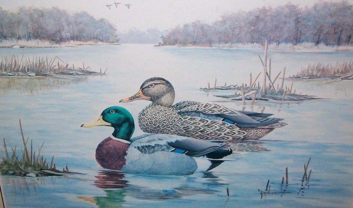 Erwin Rambow Framed Original Artwork of Wildlife Ducks in pond lake Signature
