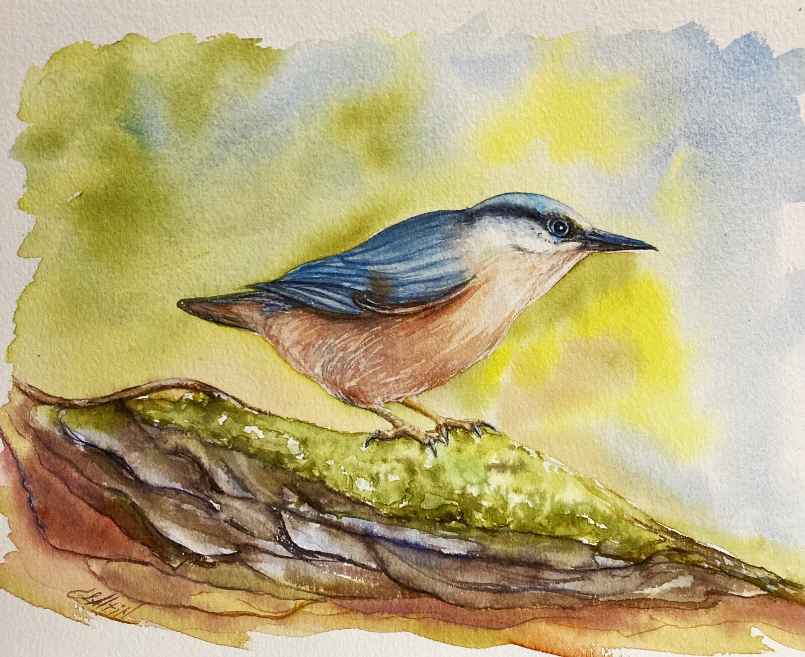 Nuthatch Red – Breasted Bird Watercolor Original Painting