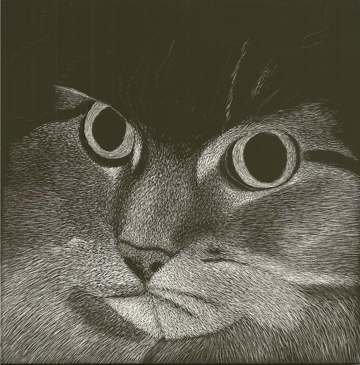 Scratch Art Original Signed on Ampersand Pro Board 6″x6″ Coon Cat’s Face Closeup