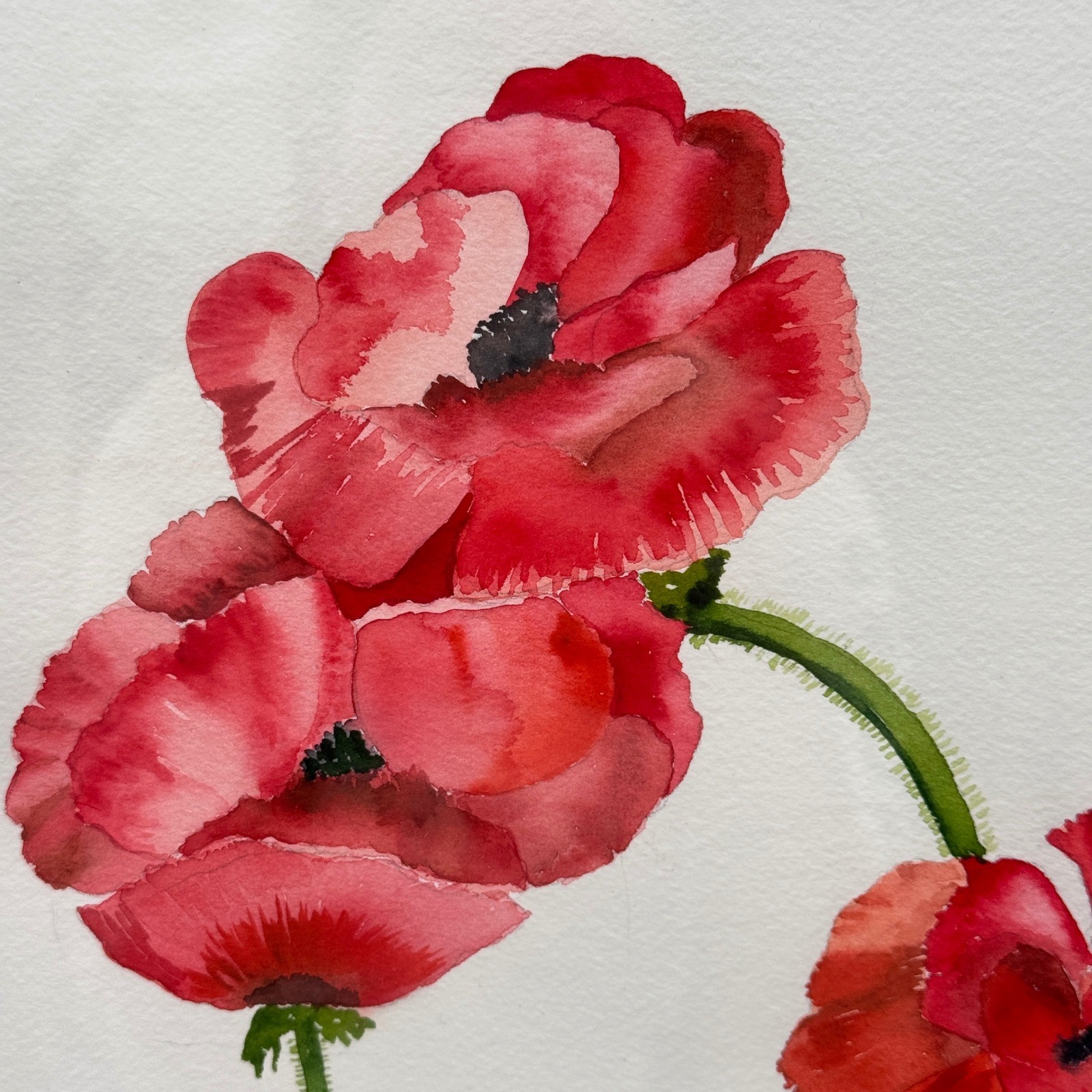 Large Original Poppy Floral Watercolor Painting 23×26