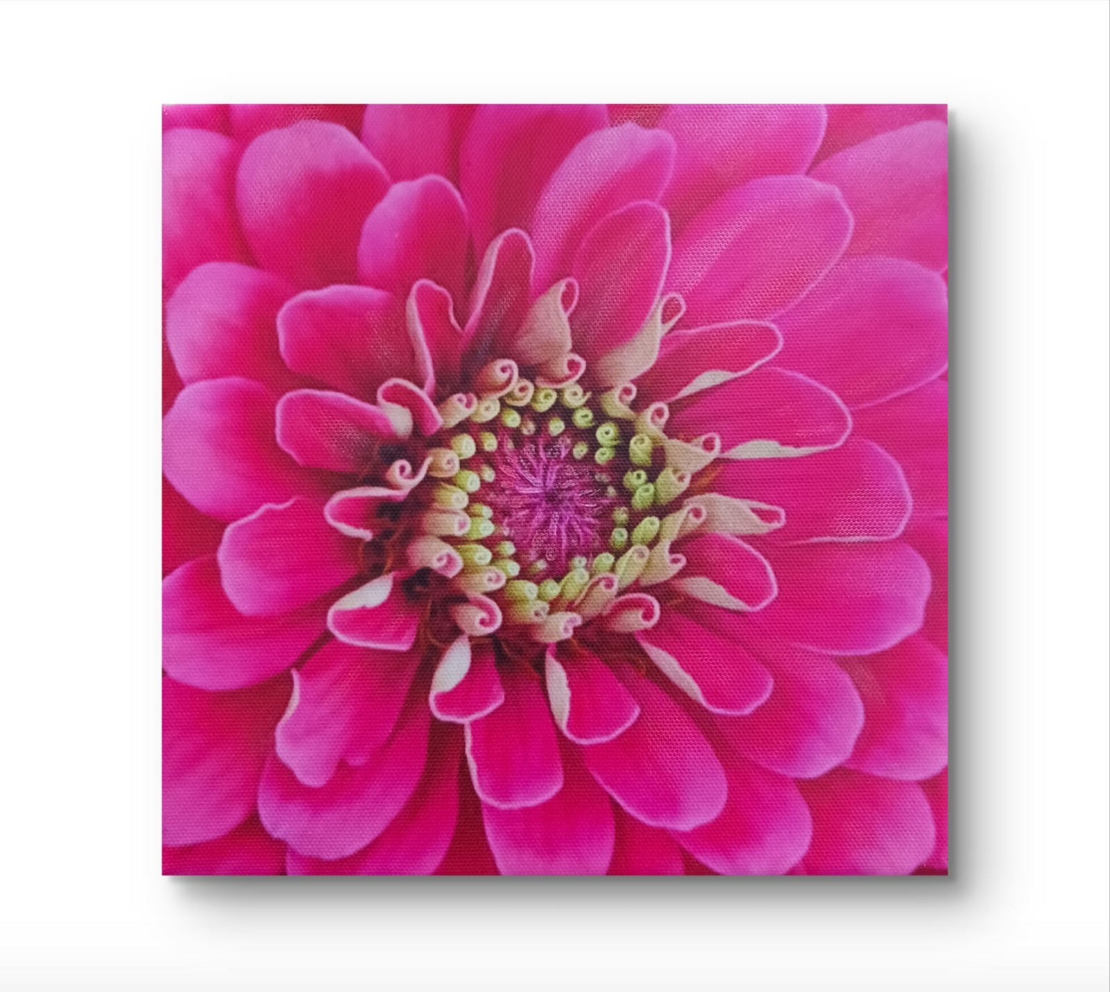 Original Flower Zinnia Photo Art Enhanced Acrylic Unframed by Charlene Slie