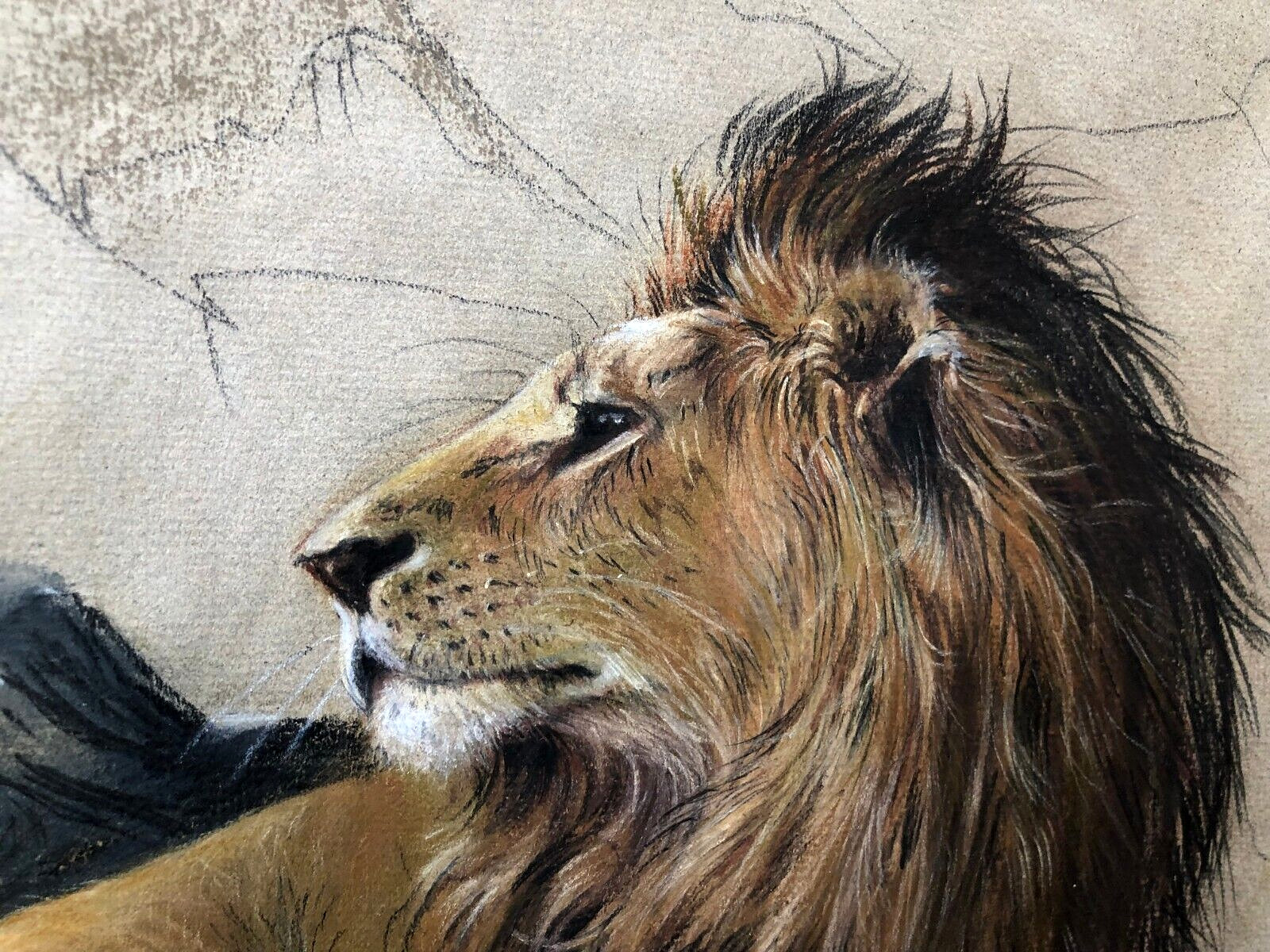 Kay DeGreef, African Lion, Original Watercolor, a Magnificent Detailed Painting