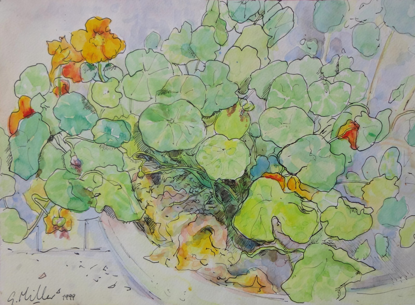 GERRY MILLER Floral. Watercolour and Ink Painting. 37x27cm. Unframed.