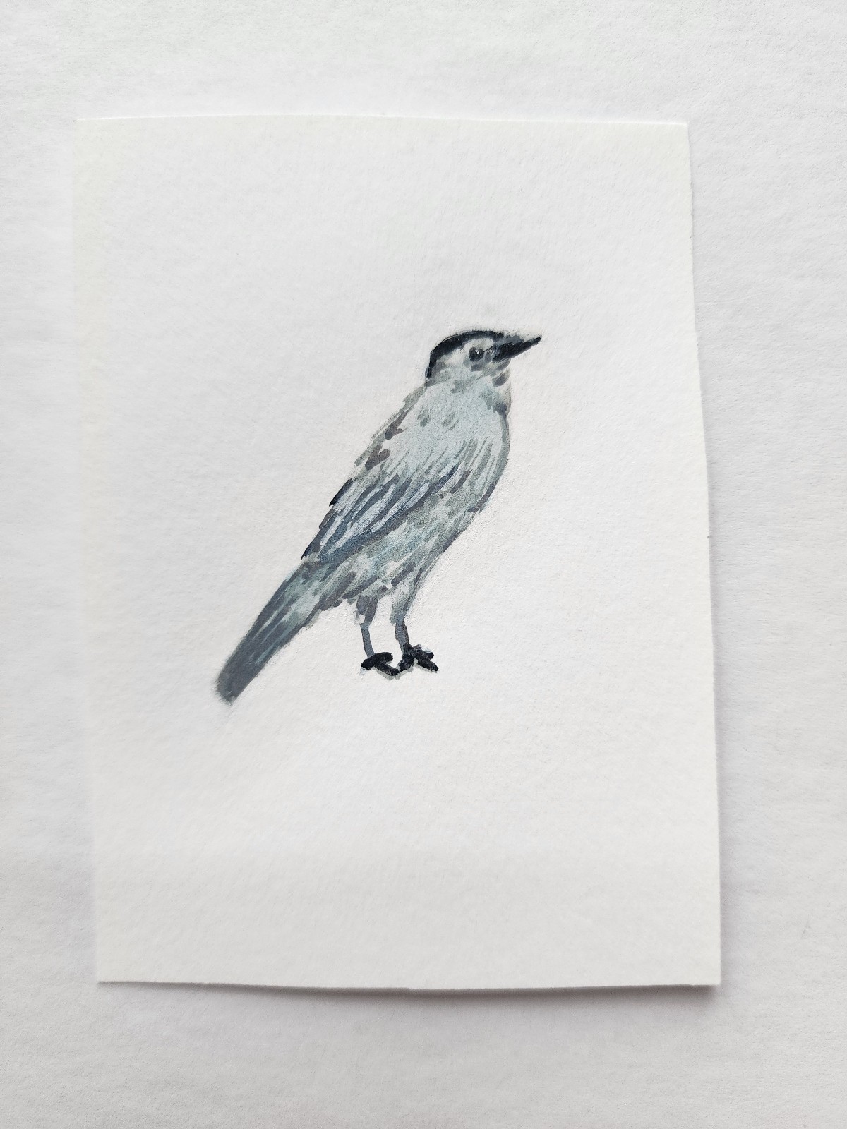 ACEO Original Acrylic Painting Small Grey Catbird by Kiva