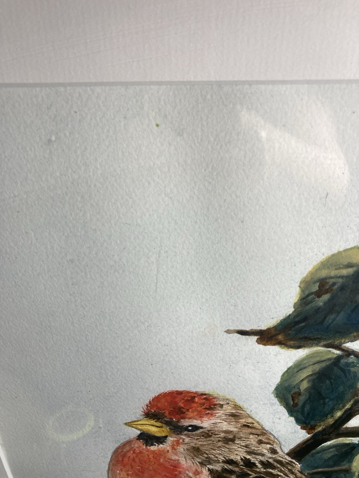Original Signed Watercolor Common Redpoll Finch Bird on Branch 17.5x 21.5 inches
