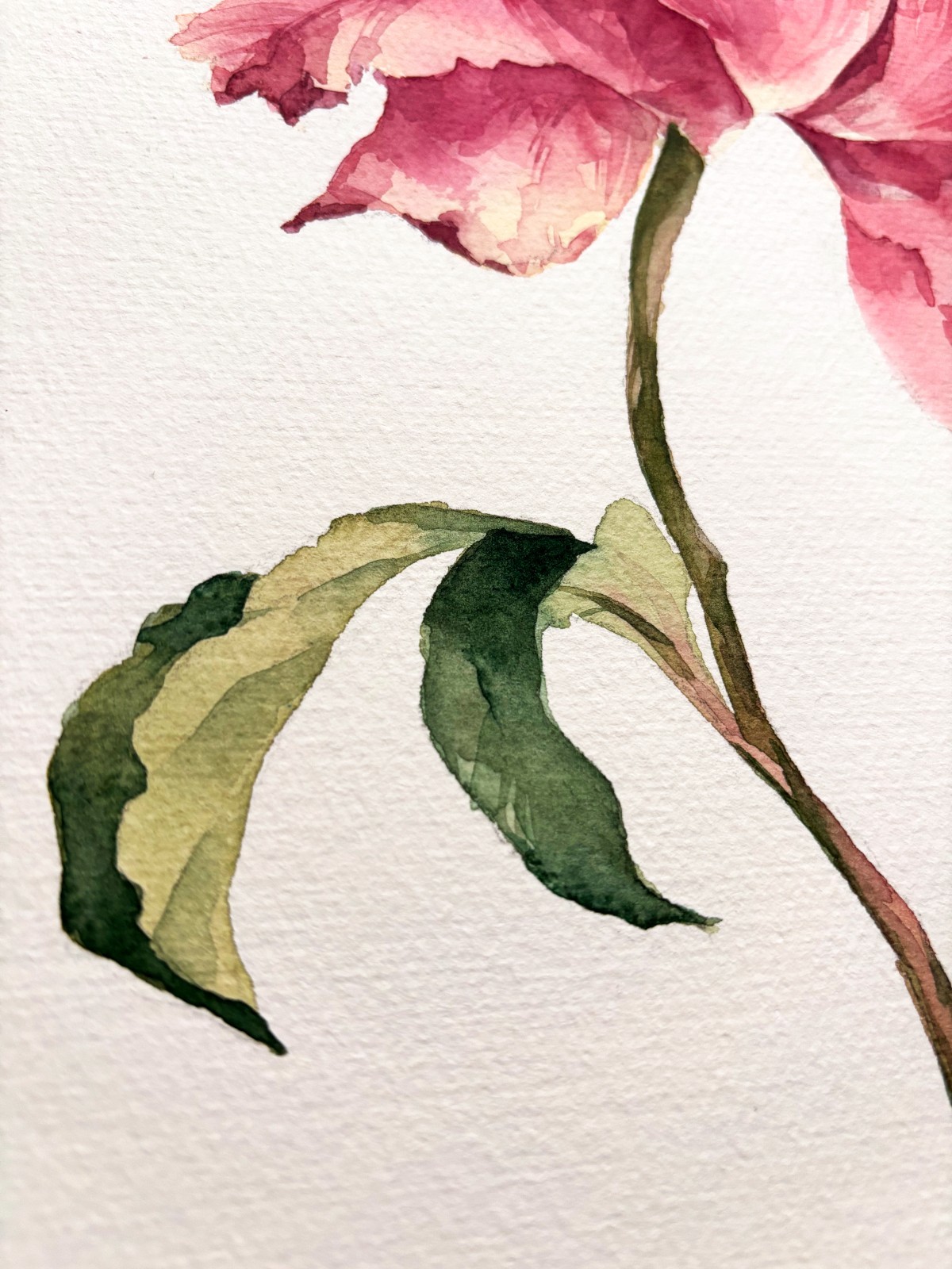 Original Watercolor Painting «Peony Bloom»21×30 cm,8.3×11.7 in