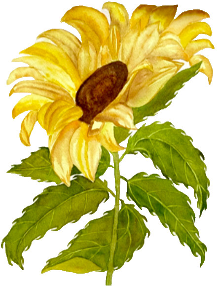PAINTING WATERCOLOR 10 3/4 x 8 MAT 11 x 14 FLOWER SUNFLOWER YELLOW ORIGINAL ART