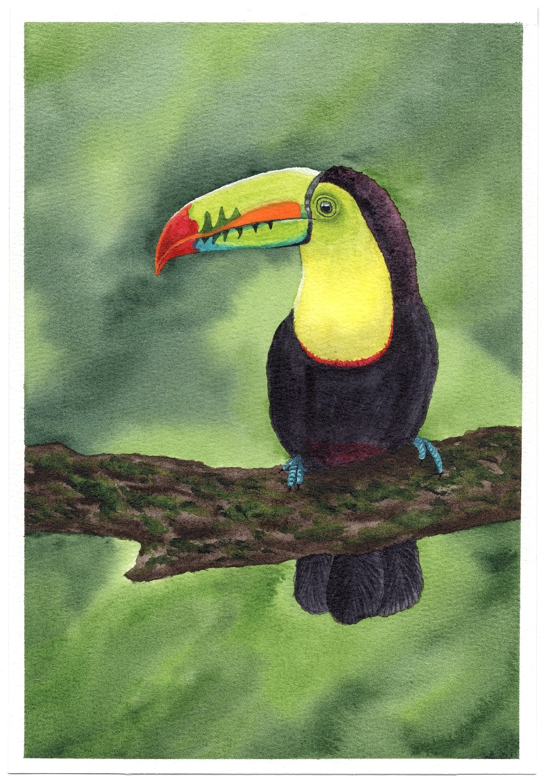 10.2×7.1 ORIGINAL Watercolor Painting Toucan Bird Animal Signed CALMLY CREATE
