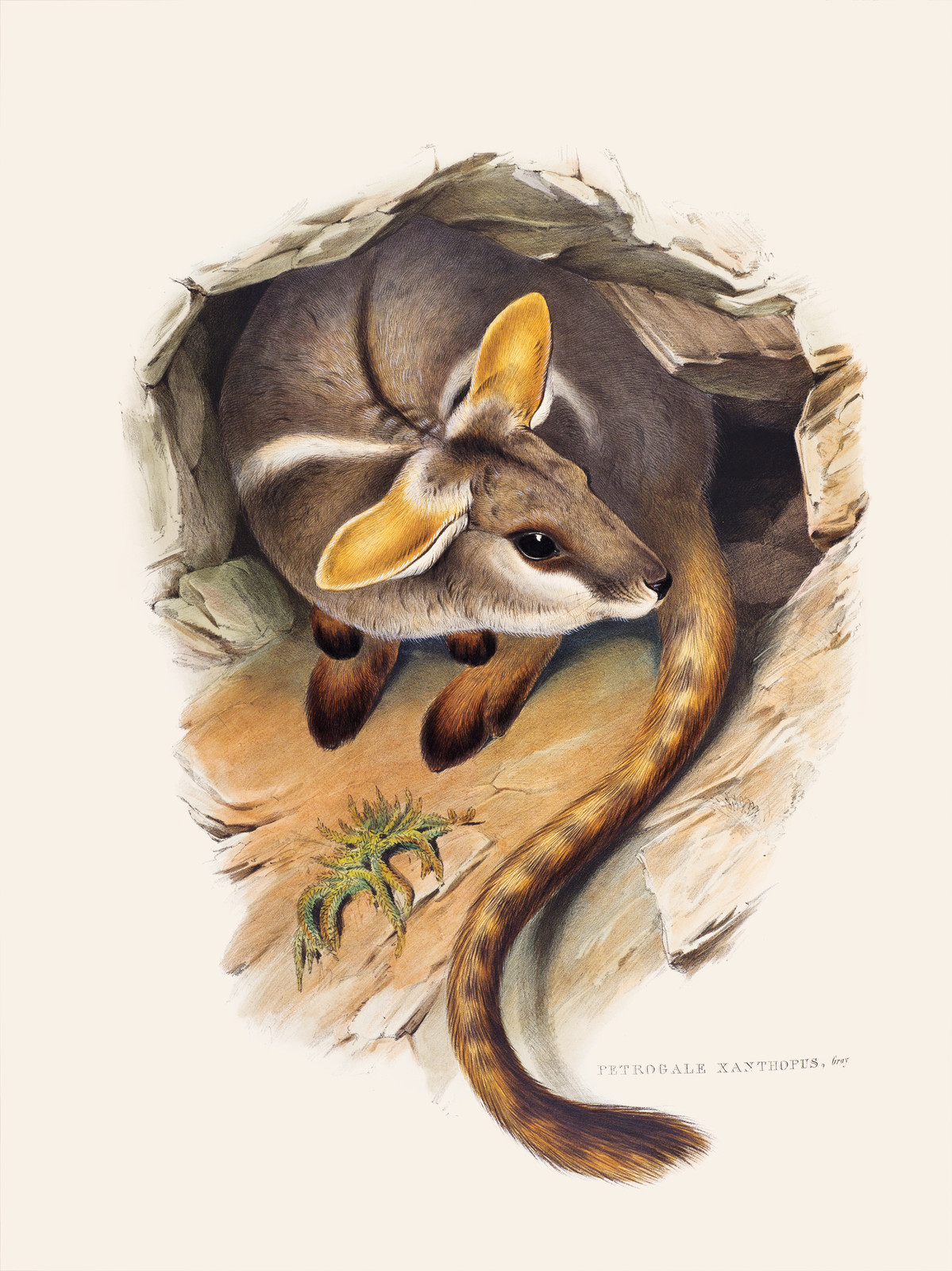 John Gould poster wallaby Birds print tree owl painting Vintage Old Australia