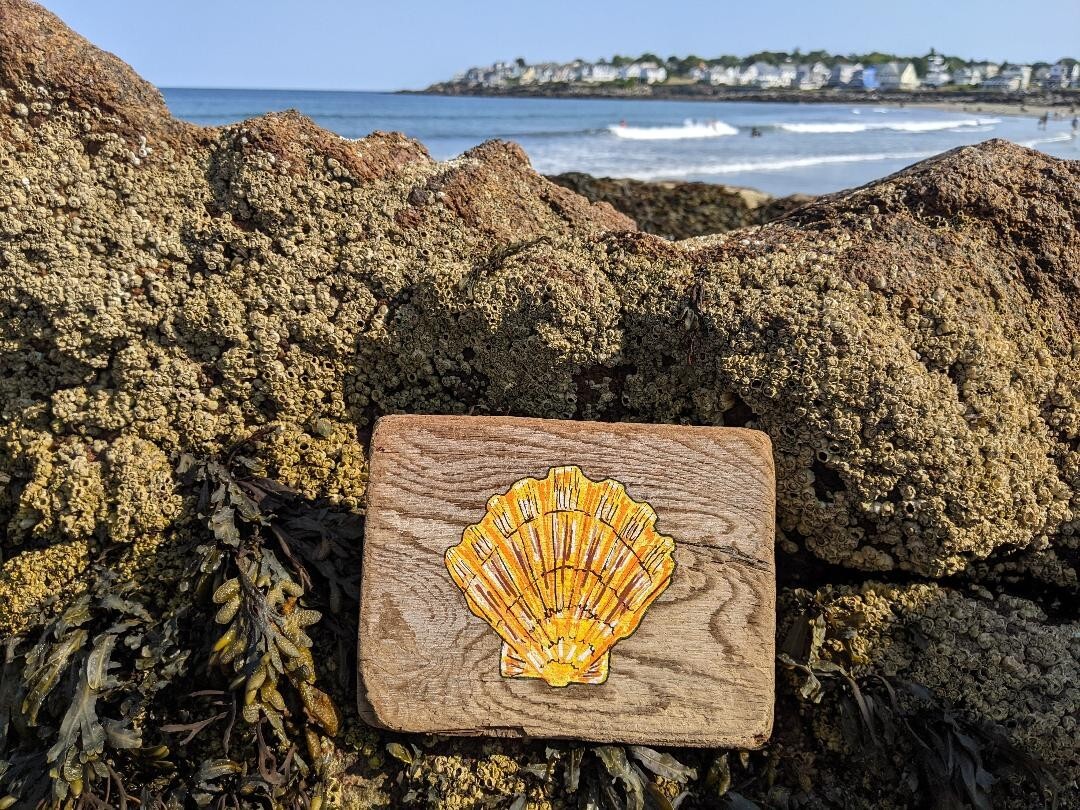 Original Scallop Seashell Painting on Driftwood by Maine USA Artist