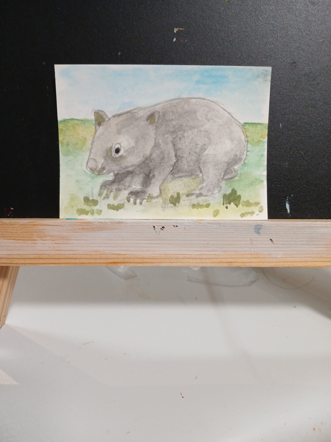 A Wombat.