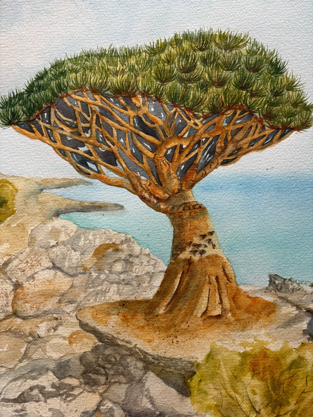 Dragon Tree Original Watercolor Paintin Sukotra Art Home Decor 12*16
