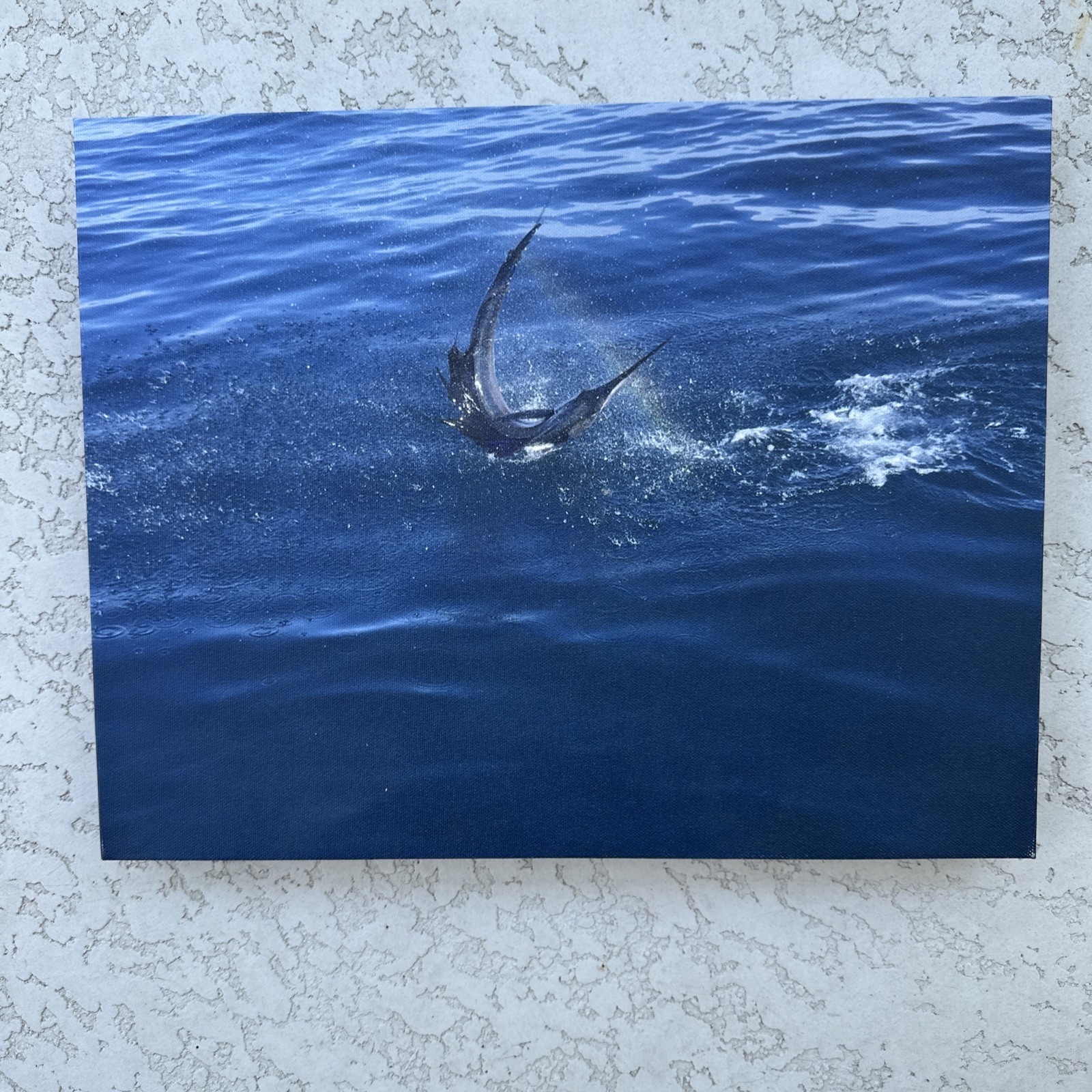 Original Sailfish Dancing On The Water With Rainbow Photo On Canvas 11×14