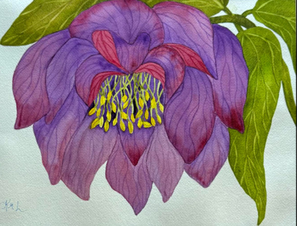 PAINTING WATERCOLOR 11X14 and MAT 16X20 FLOWER HELLEBORE PUPPLE MAROON PINK ART